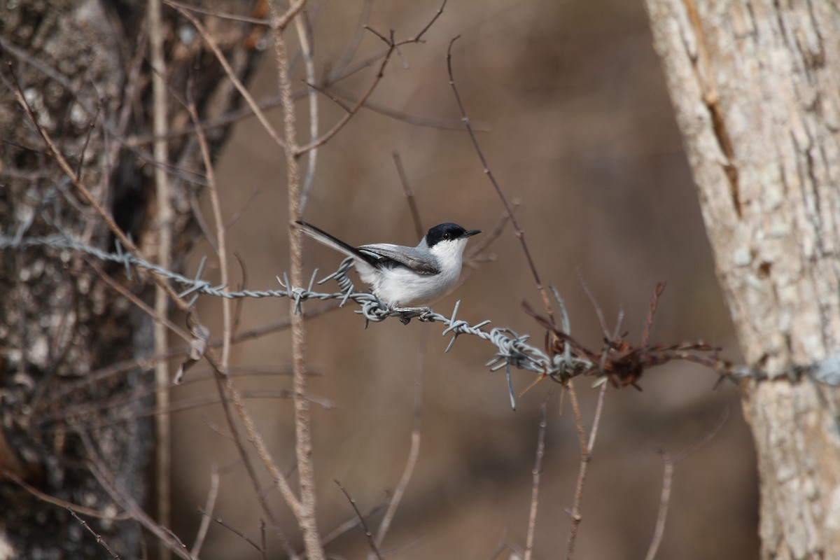 White-lored Gnatcatcher - ML618968151