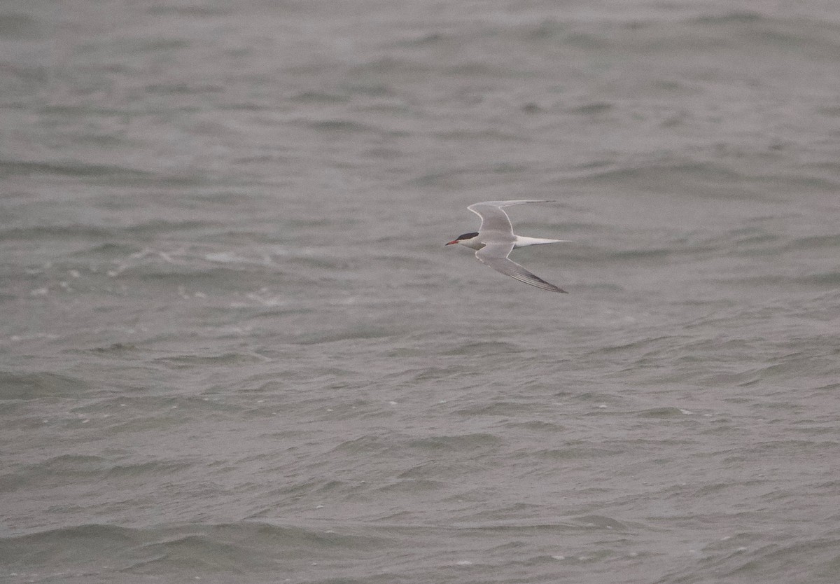 Common Tern - Gautam Apte