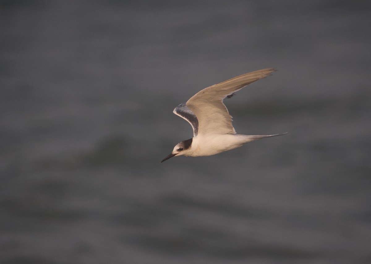 Common Tern - Gautam Apte