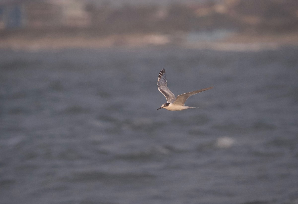 Common Tern - Gautam Apte