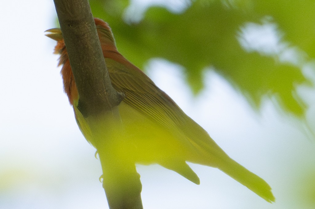 Summer Tanager - ML618968157