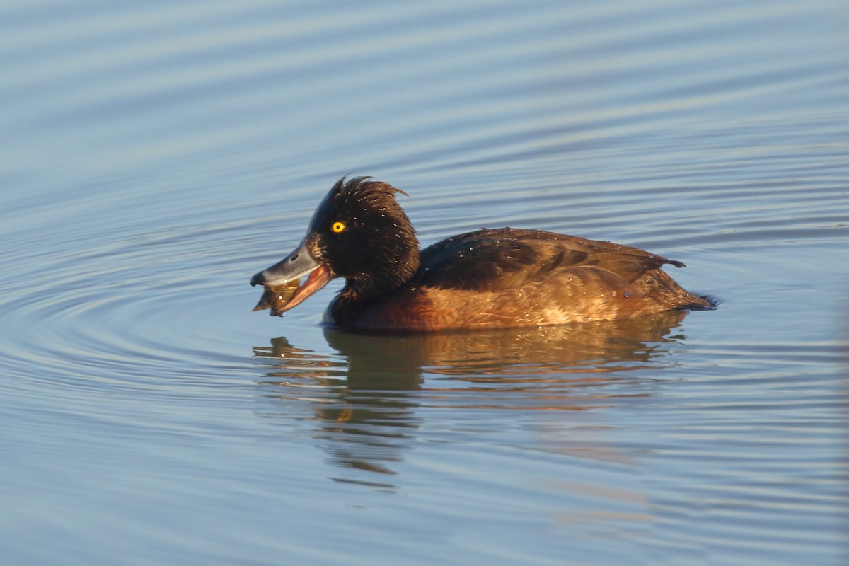 Tufted Duck - Paul Anderson