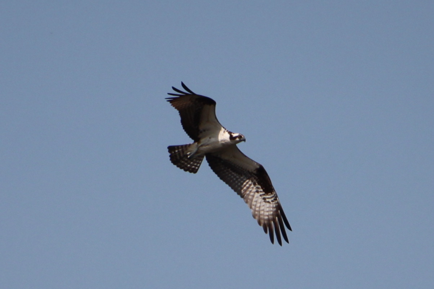 Águila Pescadora - ML618968200