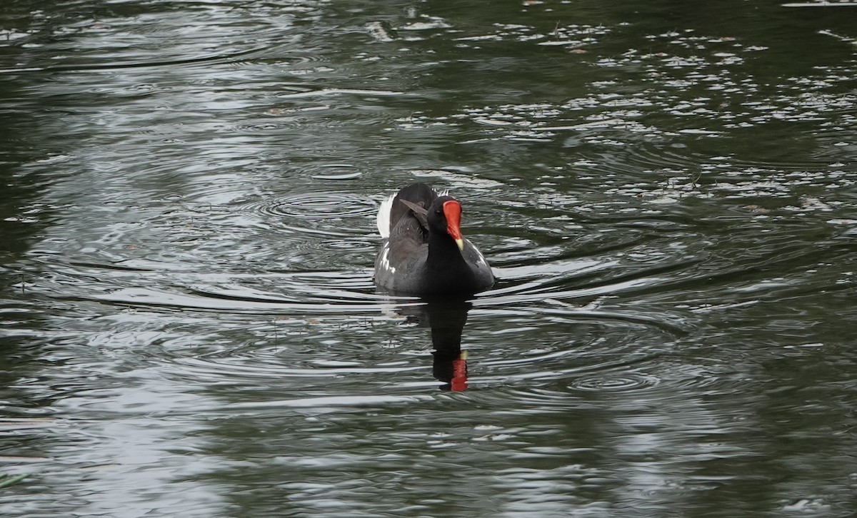 Common Gallinule - ML618968211