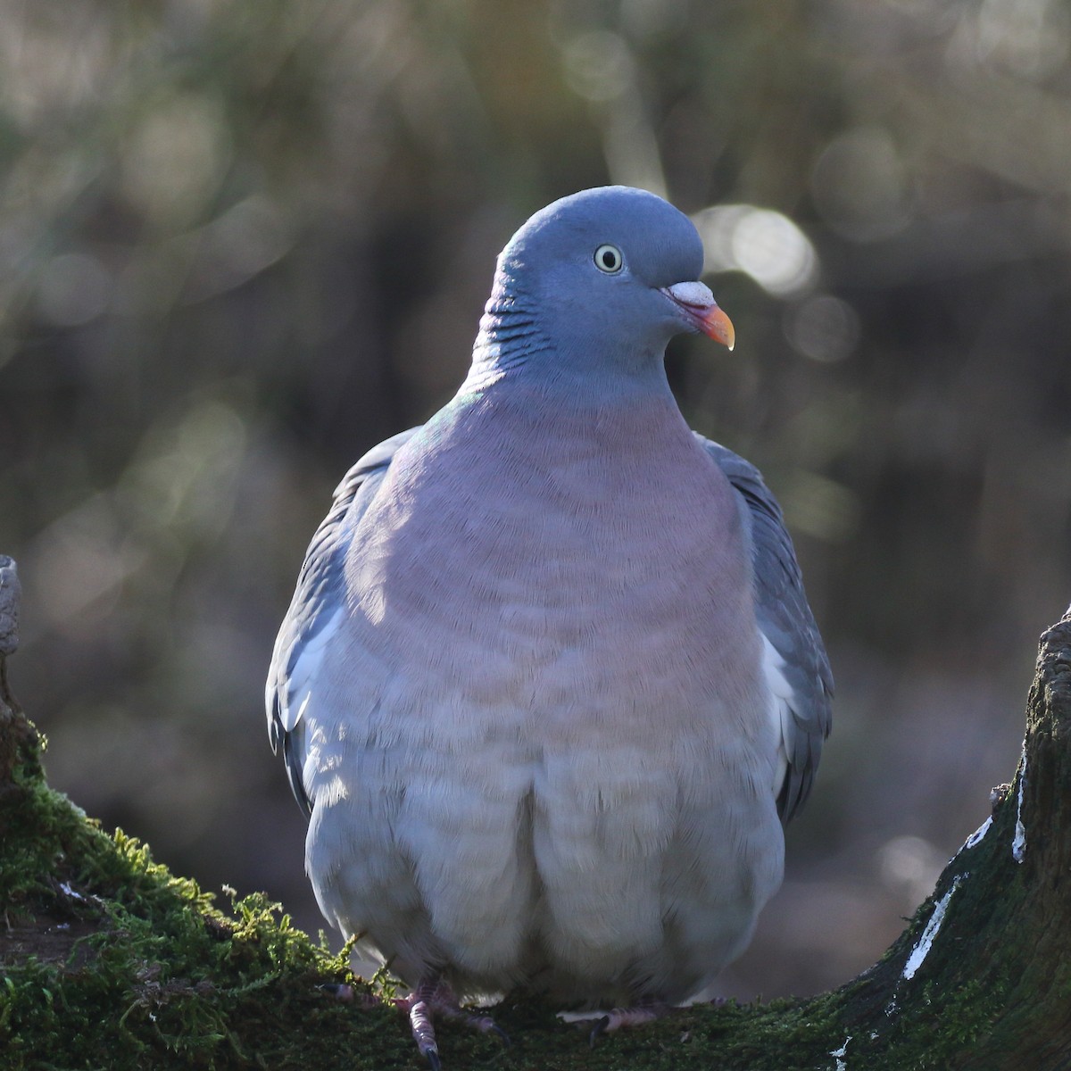 Common Wood-Pigeon - Paul Anderson