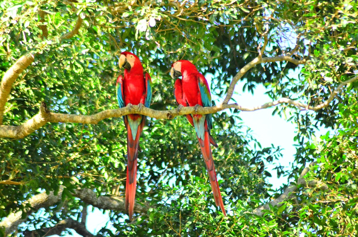 Red-and-green Macaw - ML618968216