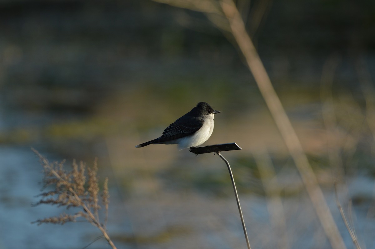 Eastern Kingbird - James Logan