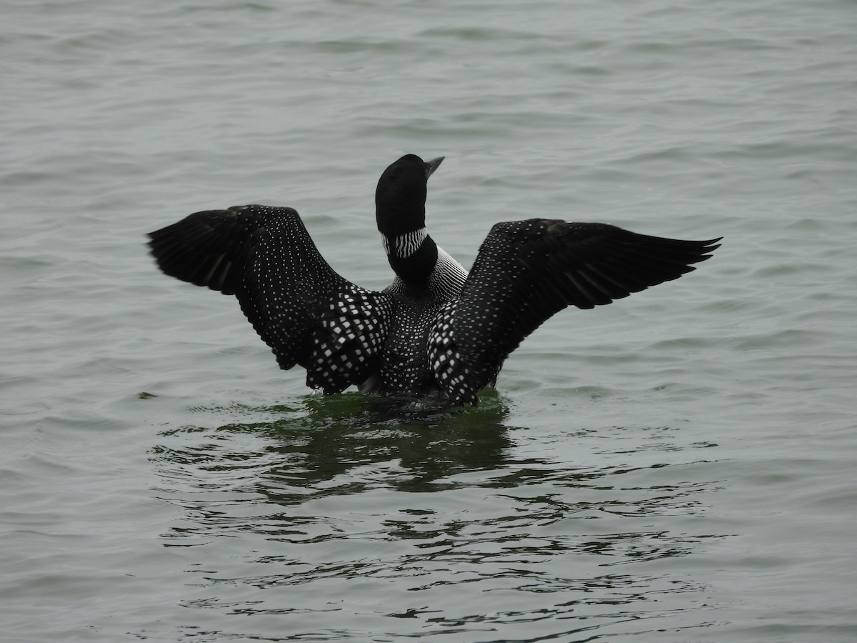 Common Loon - Hunter Burggraf