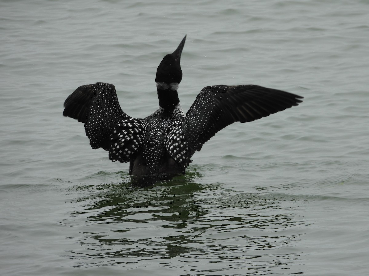 Common Loon - Hunter Burggraf