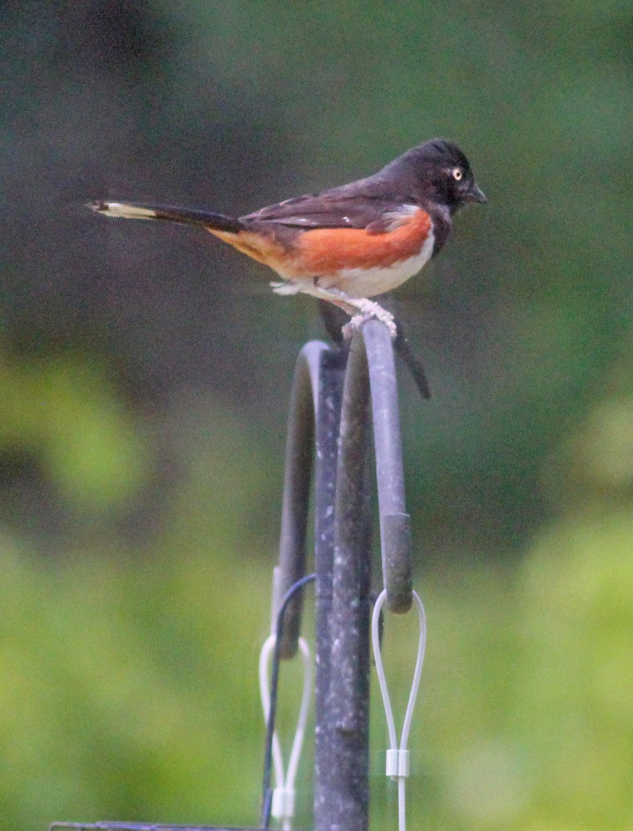 Eastern Towhee (White-eyed) - Deb Ahern