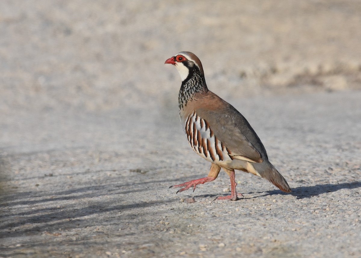 Red-legged Partridge - José A Cortés Guerrero