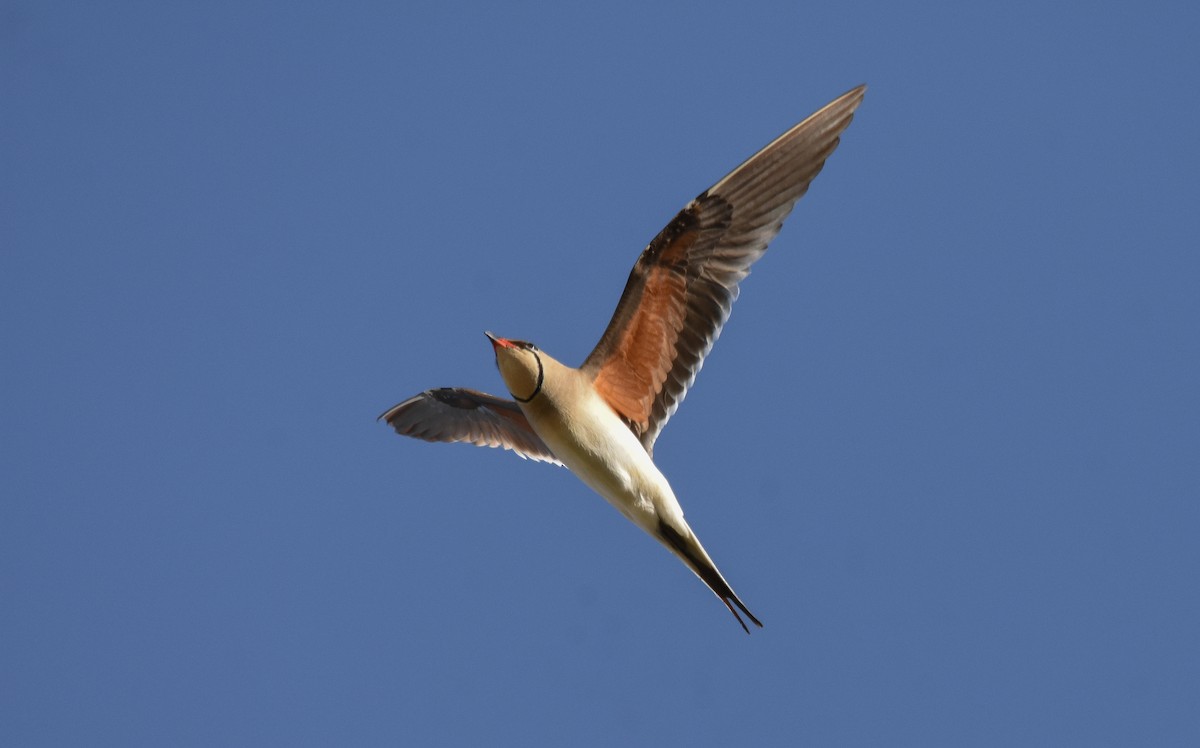 Collared Pratincole - ML618968261