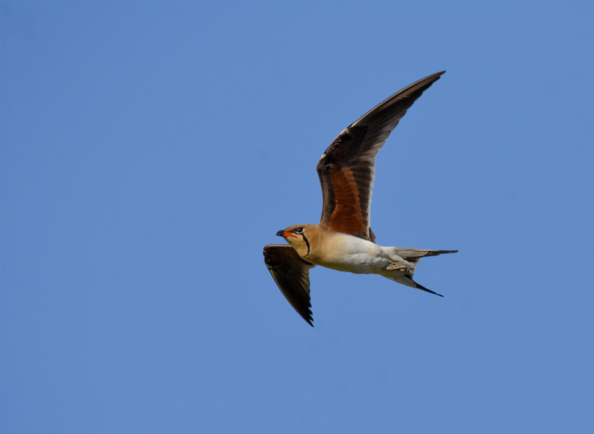 Collared Pratincole - ML618968264