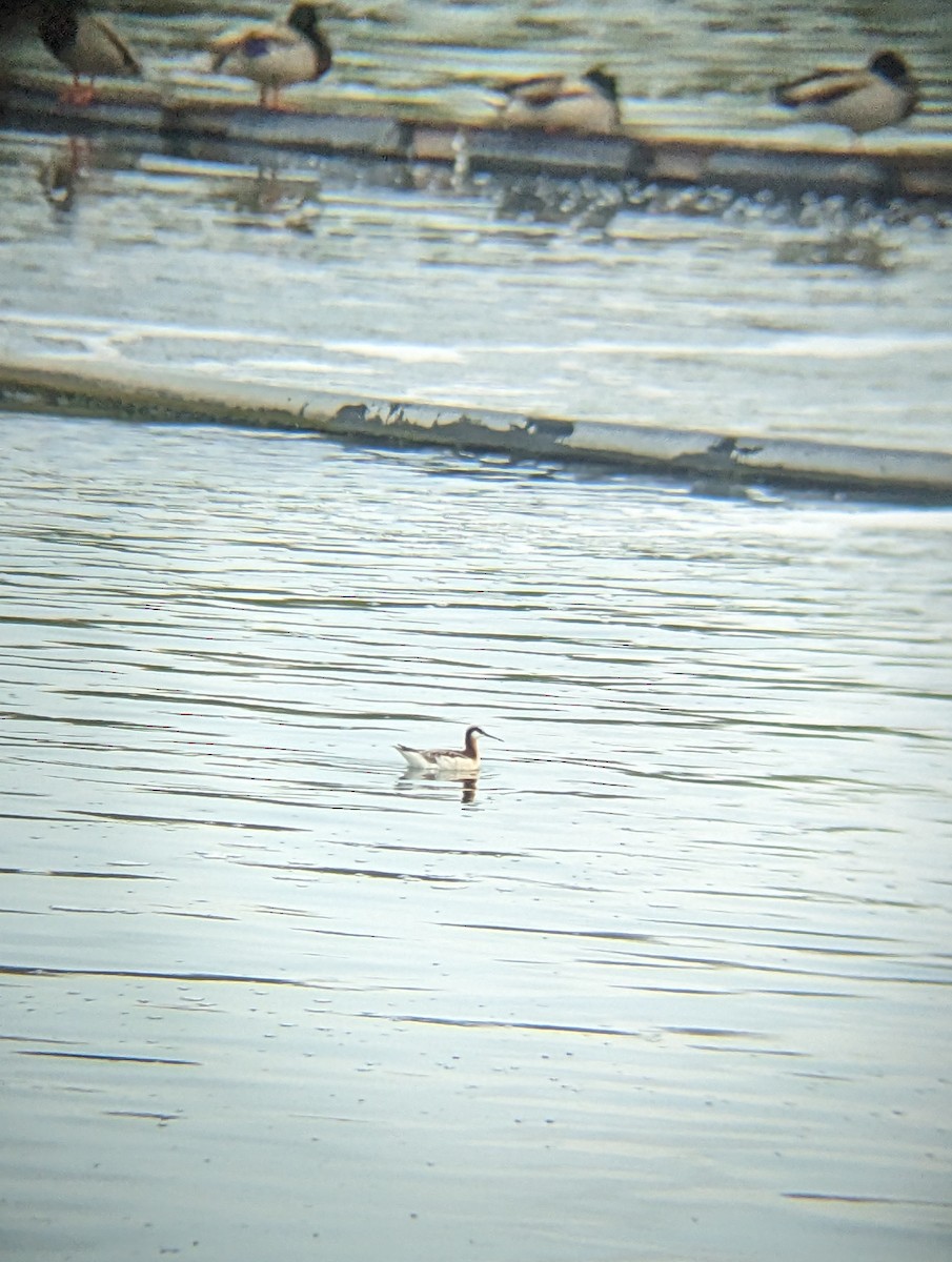 Wilson's Phalarope - ML618968288