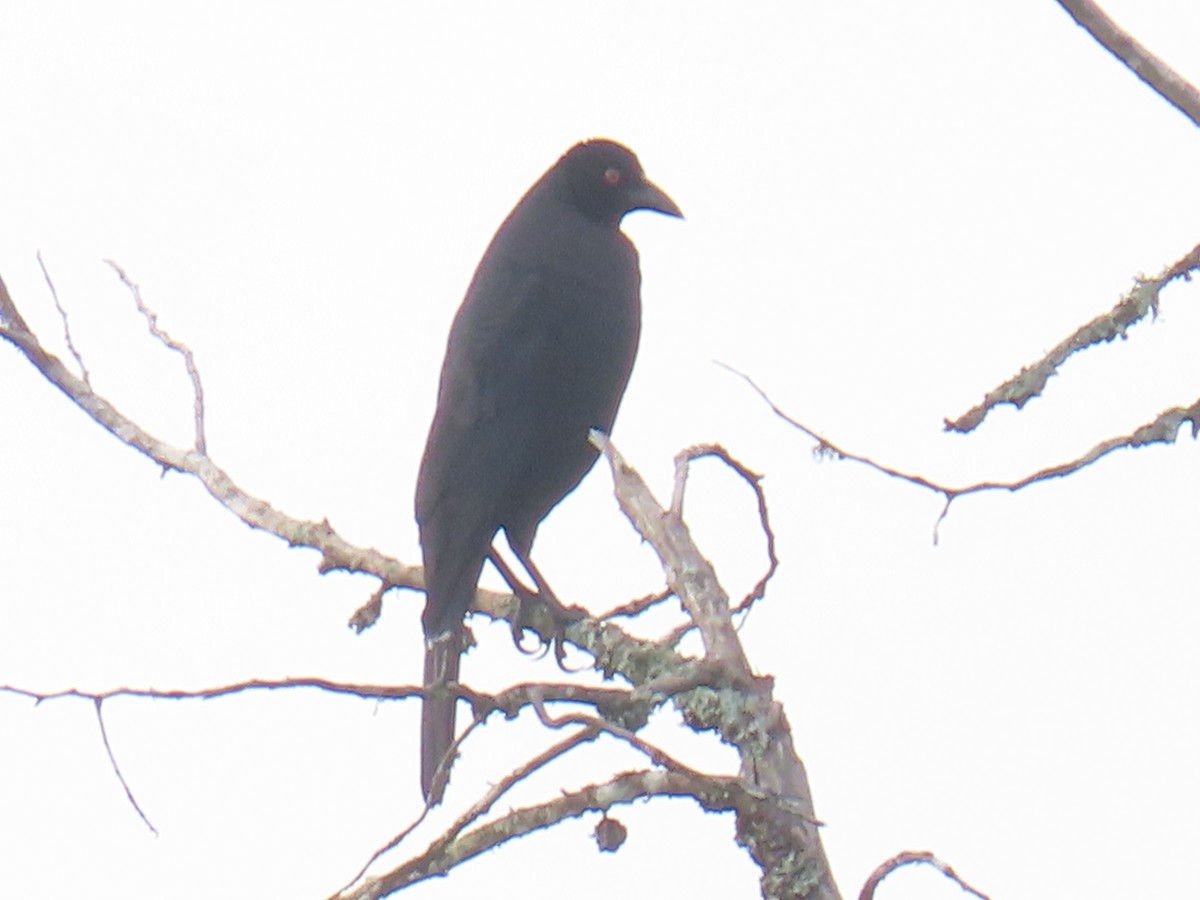 Giant Cowbird - Sandra Lema