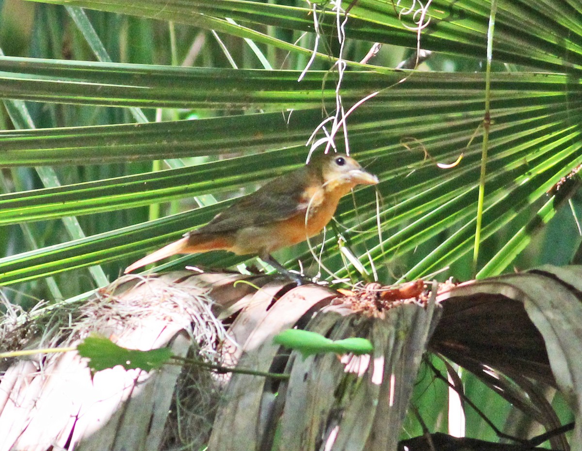 Summer Tanager - ML618968303