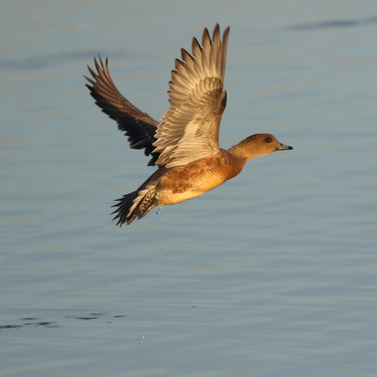 Eurasian Wigeon - Paul Anderson