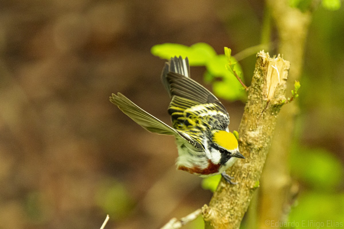 Chestnut-sided Warbler - ML618968316