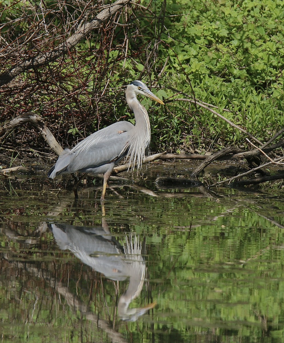 Great Blue Heron (Great Blue) - Howard Patterson