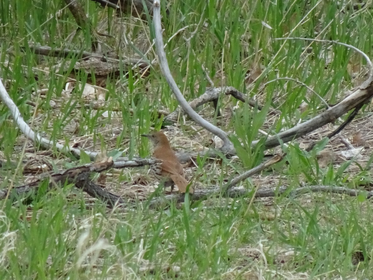 Brown Thrasher - ML618968345