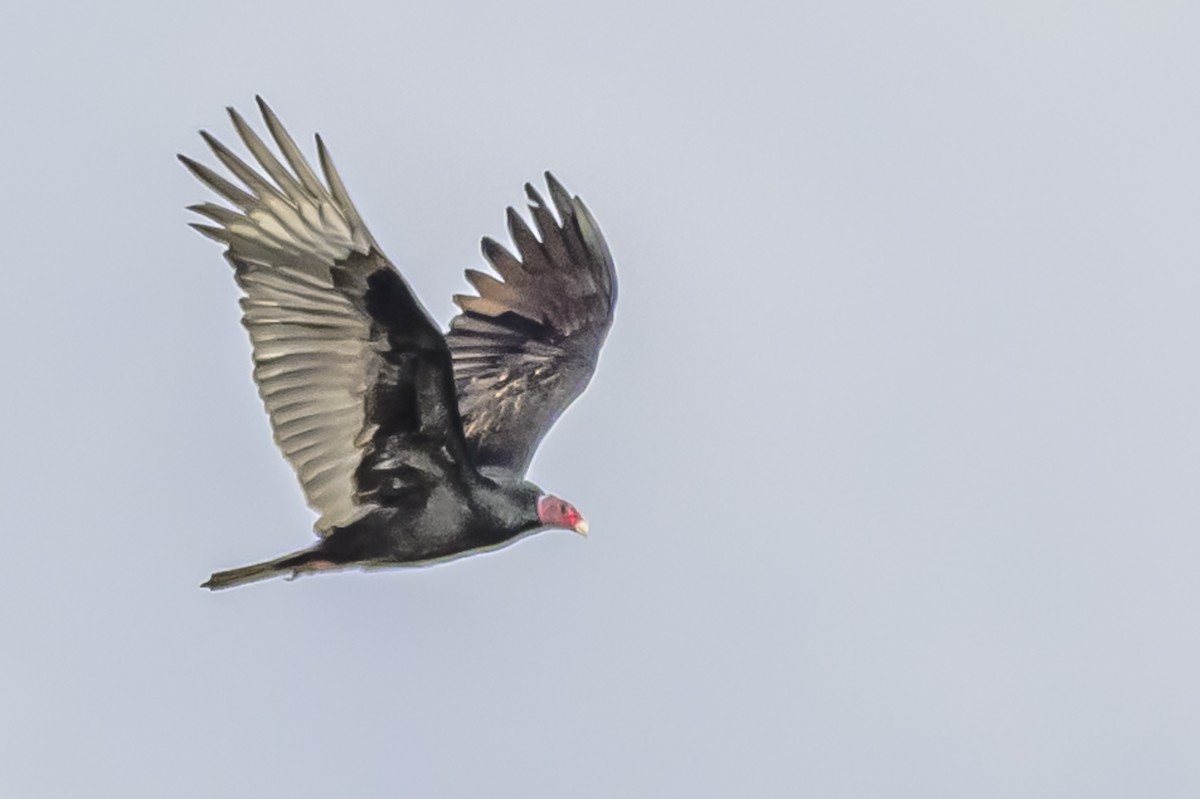 Turkey Vulture - ML618968346