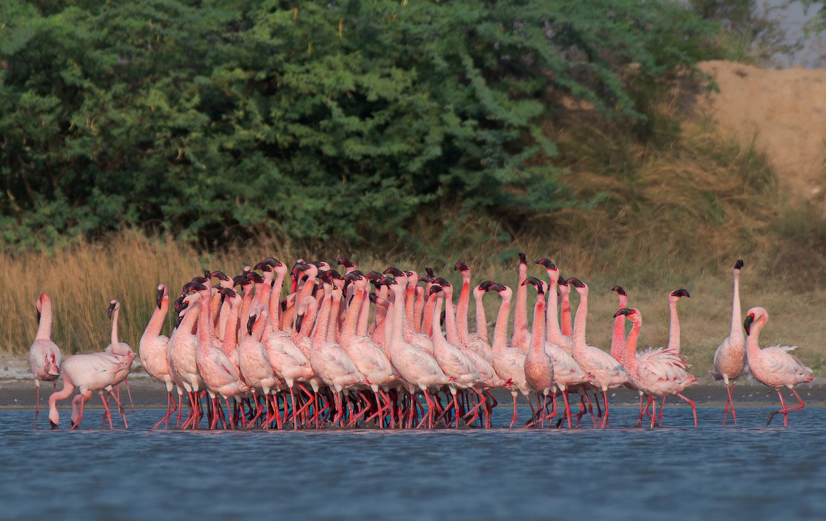 Lesser Flamingo - ML618968349