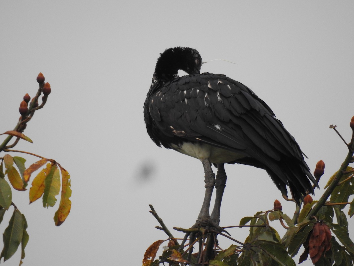 Horned Screamer - Martín Ríos Deaza