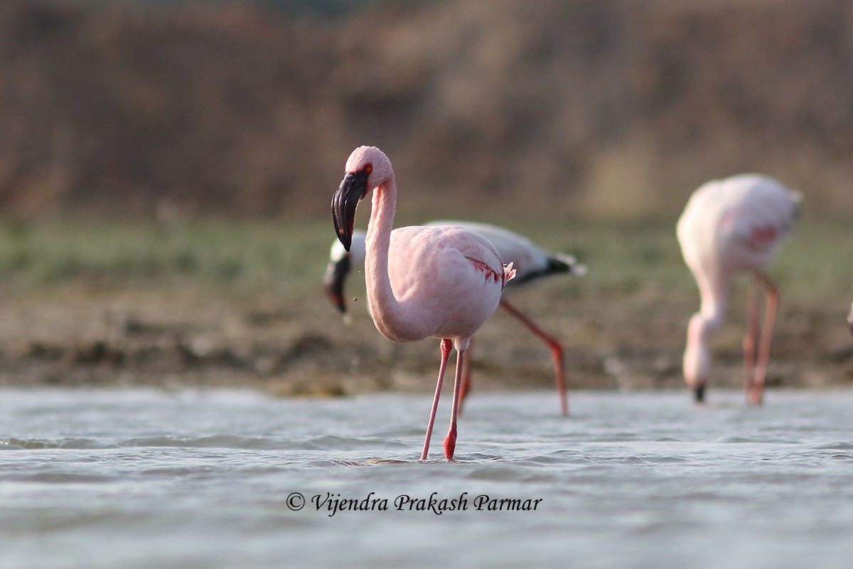 Lesser Flamingo - VIJENDRA PRAKASH  PARMAR