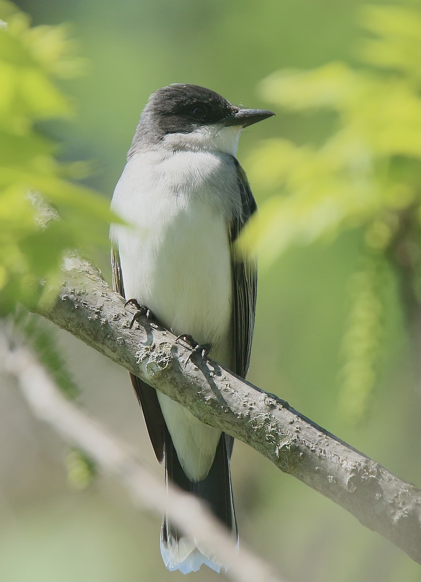 Eastern Kingbird - Howard Patterson