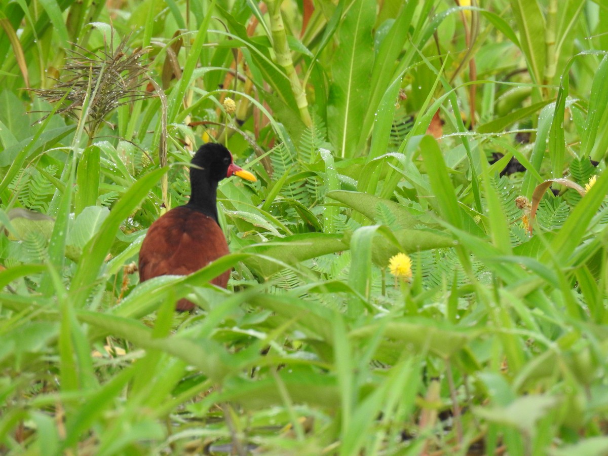 Wattled Jacana - ML618968385