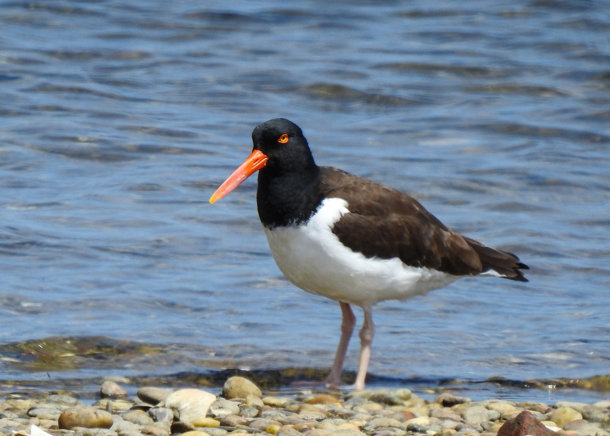 American Oystercatcher - Betsy McCully