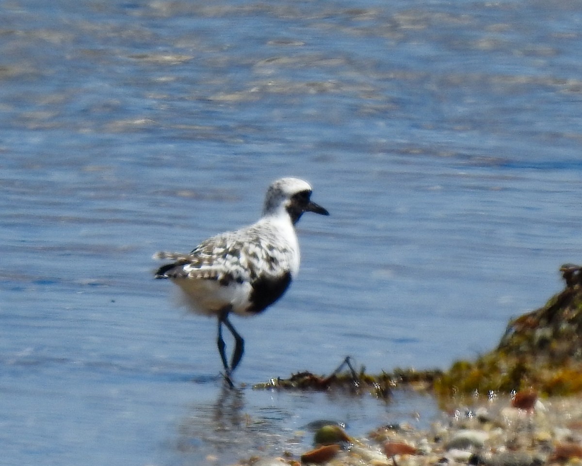 Black-bellied Plover - ML618968443