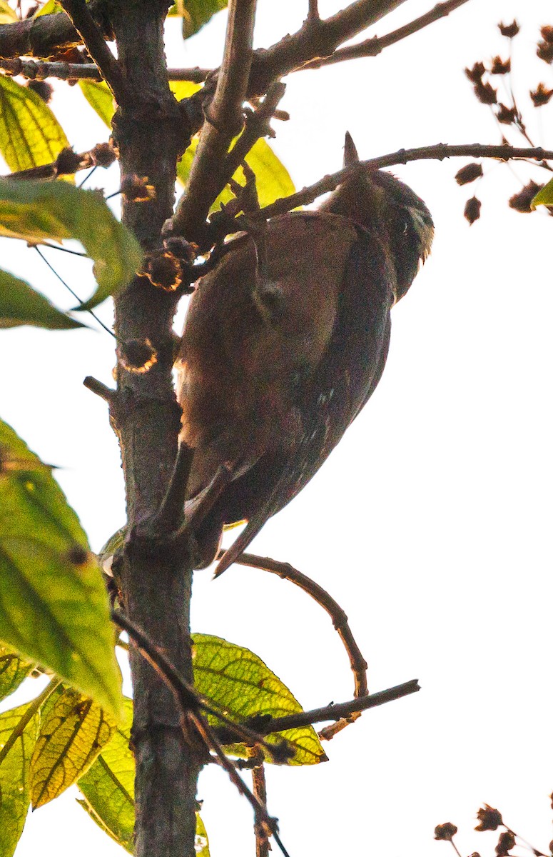 Hairy Woodpecker - Ricky Perez Leon