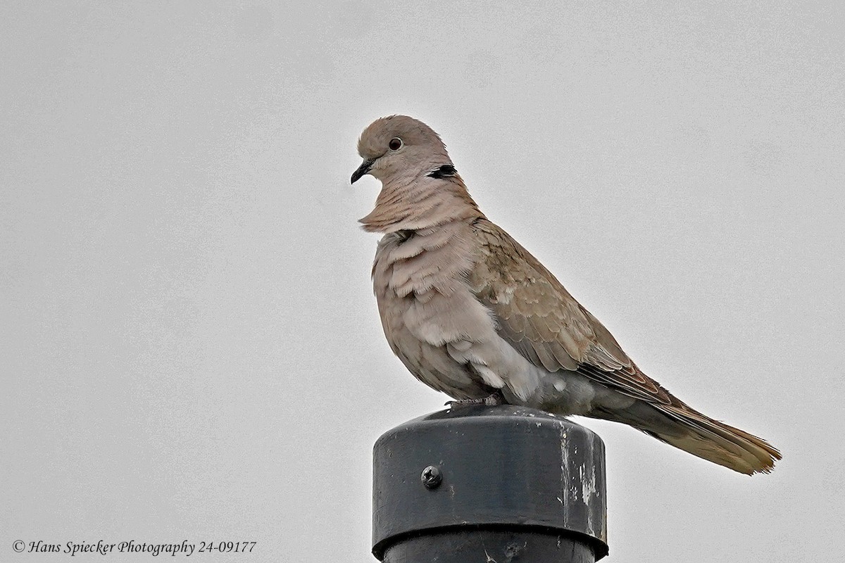 Eurasian Collared-Dove - ML618968481