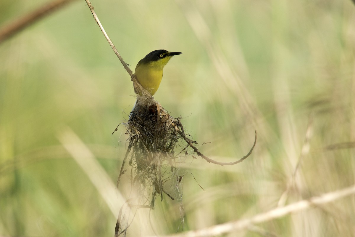 Common Tody-Flycatcher - Marco Silva