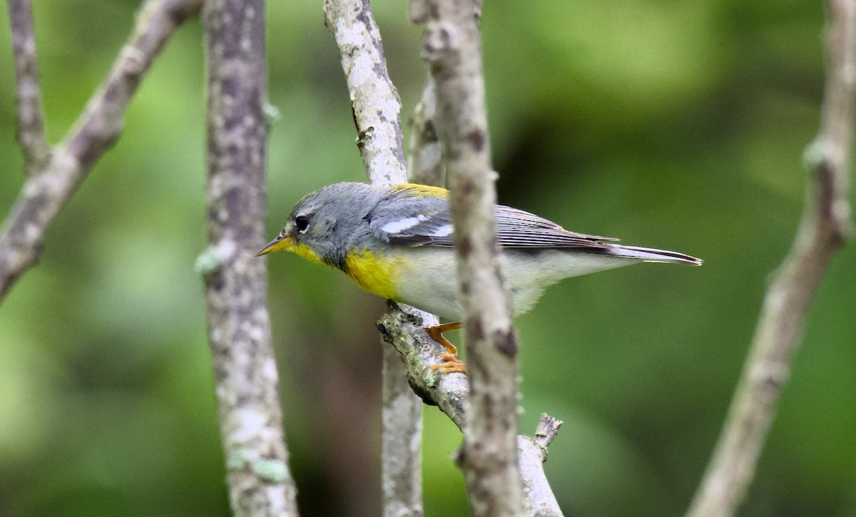 Northern Parula - ML618968547