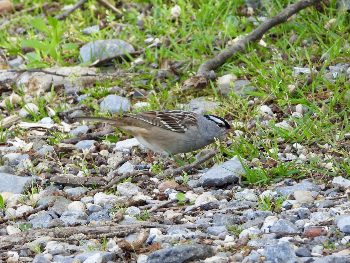White-crowned Sparrow - ML618968568