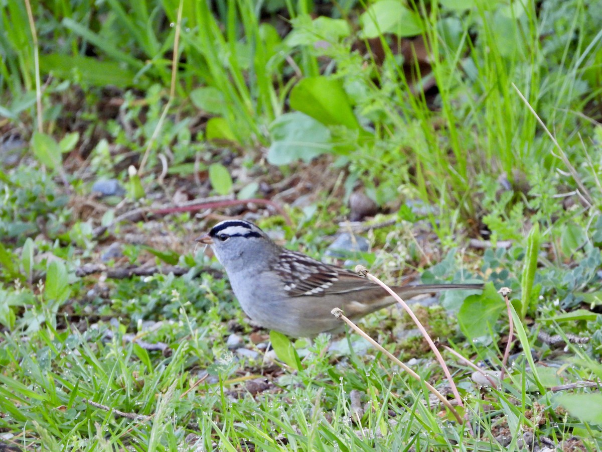 White-crowned Sparrow - ML618968570