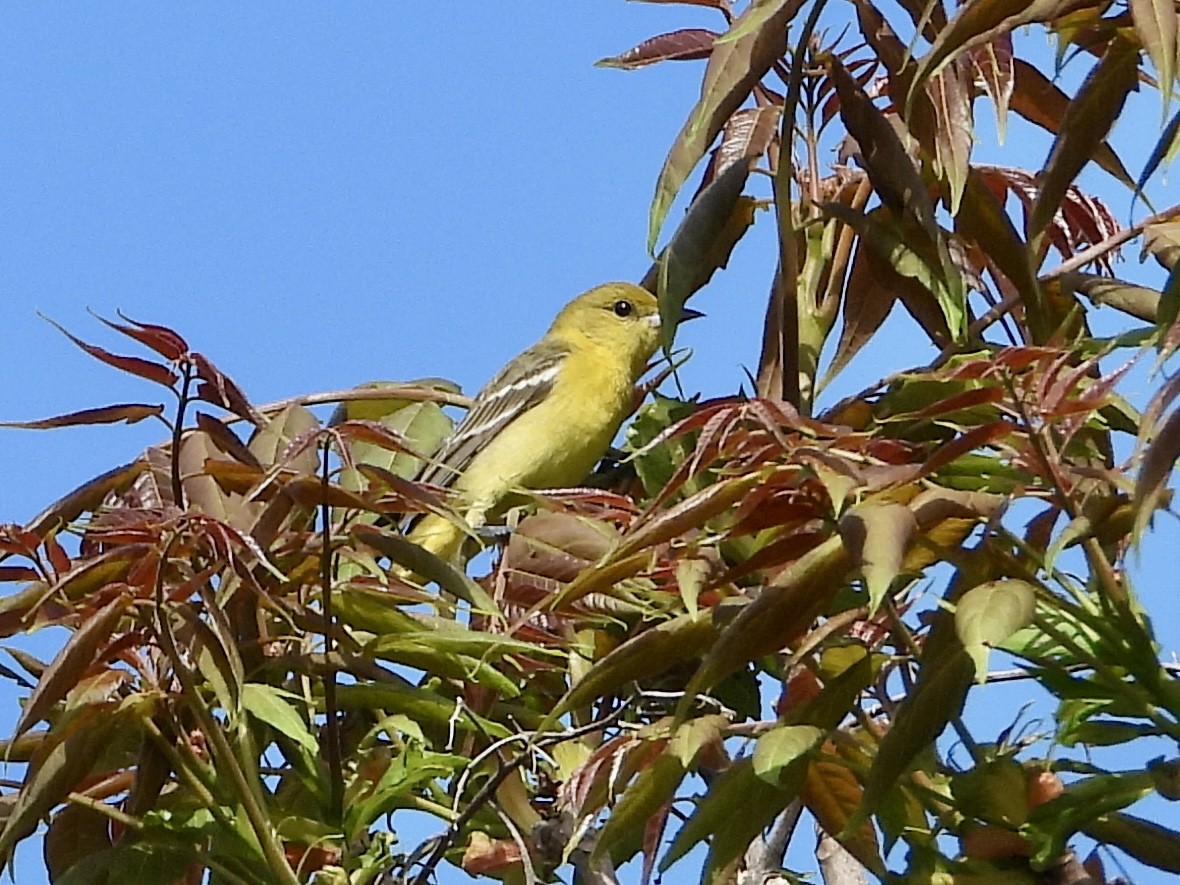 Orchard Oriole - ML618968579