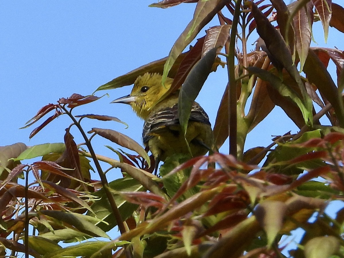 Orchard Oriole - ML618968580