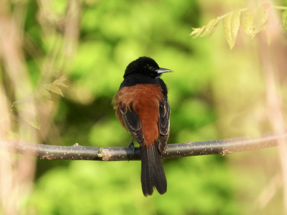 Orchard Oriole - ML618968581