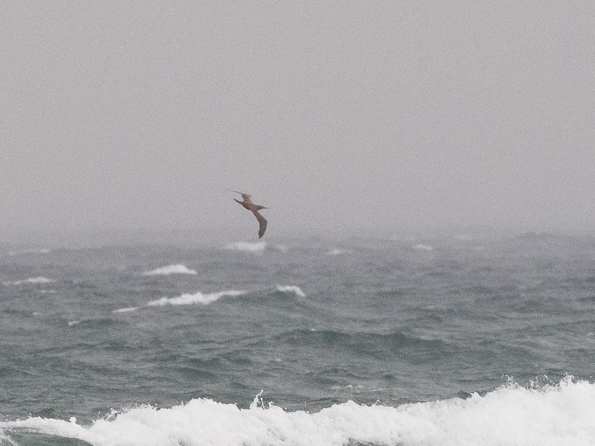 Red-footed Booby - matthew sabatine