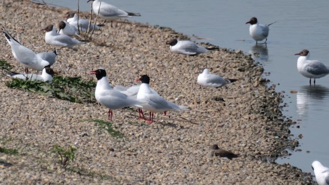 Mediterranean Gull - ML618968597