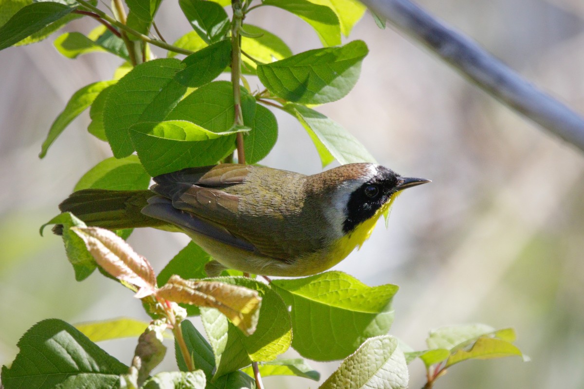 Common Yellowthroat - ML618968601