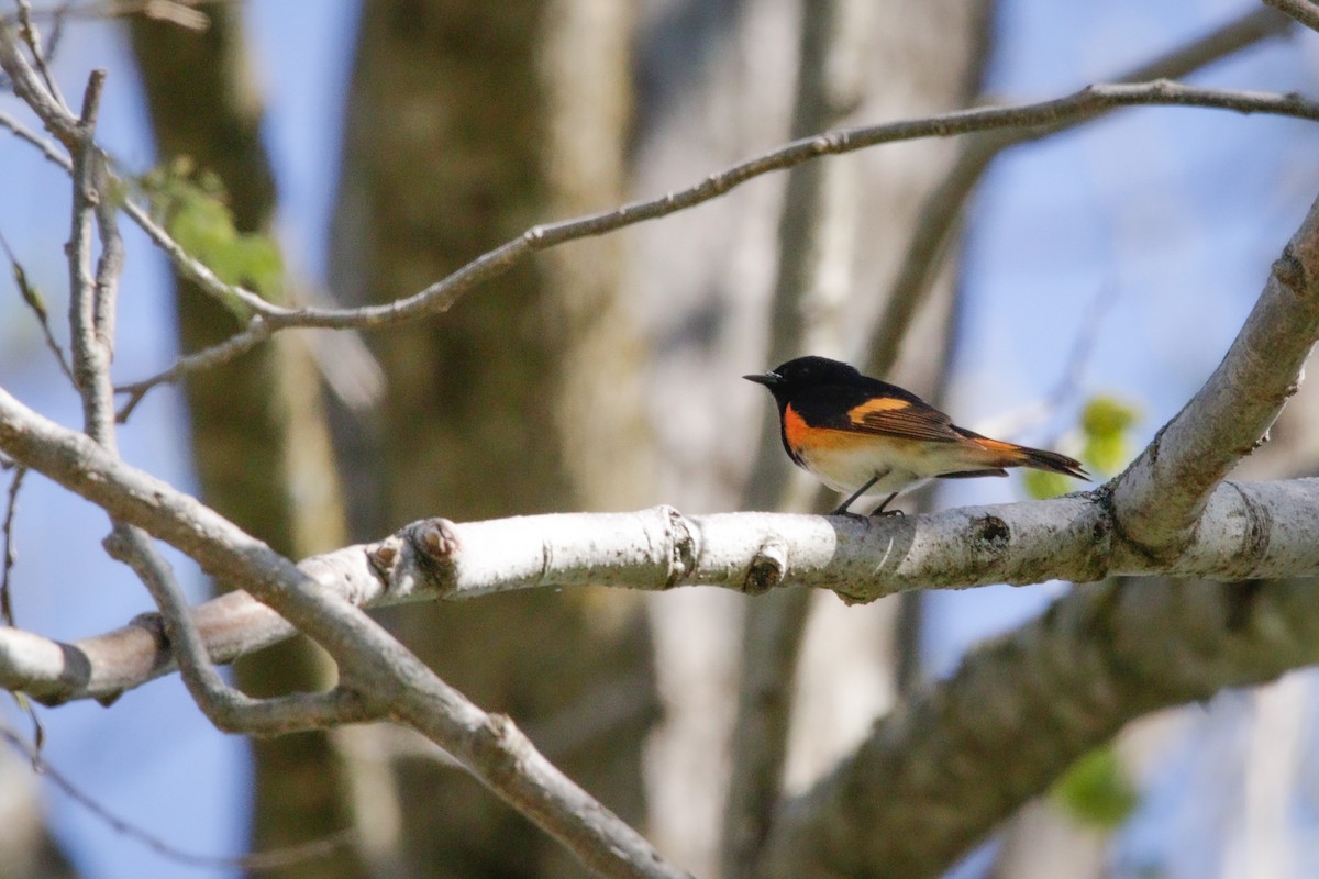 American Redstart - ML618968613