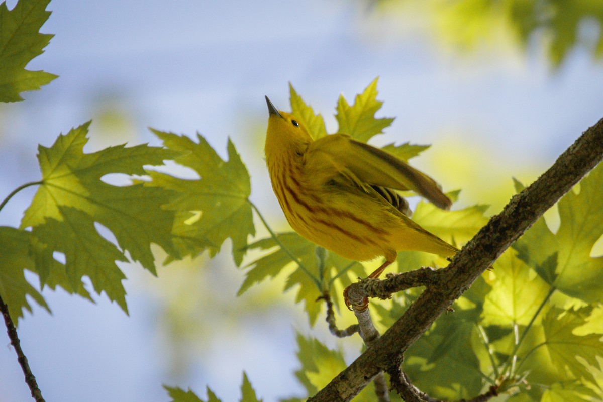 Yellow Warbler - Catherine Holland