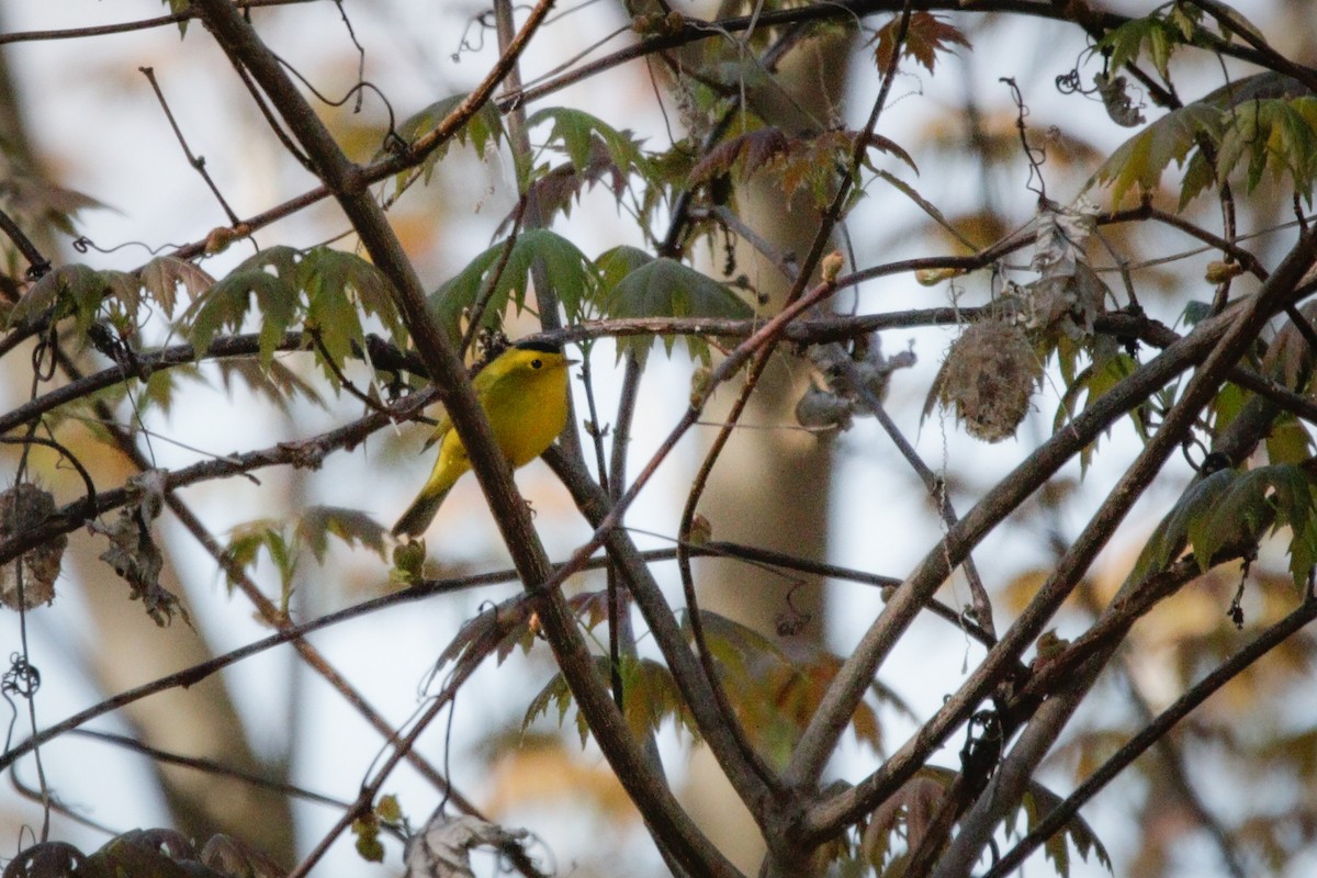 Wilson's Warbler - Catherine Holland