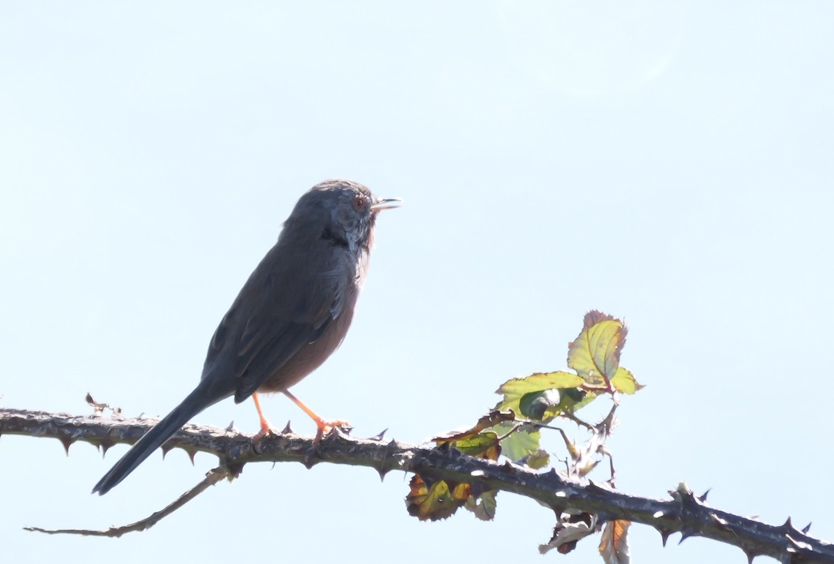 Dartford Warbler - Tom Carley