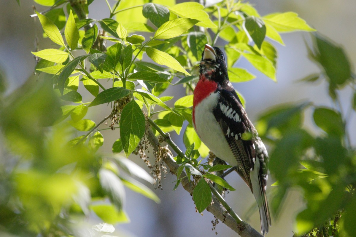 Rose-breasted Grosbeak - Catherine Holland