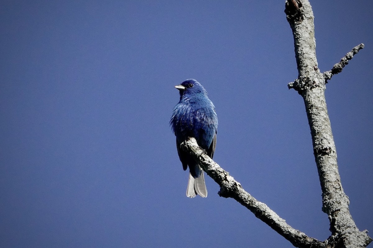 Indigo Bunting - ML618968663